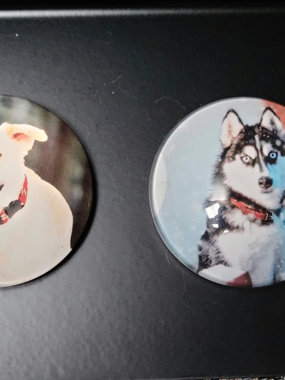 Multicolored Dog Fridge Magnet Set